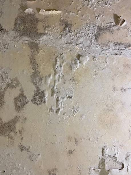 Best Mold Inspection  in Rome, GA